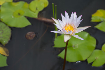 Lotus blossom in the pond
