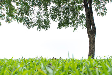 Green background is natural. Refreshing