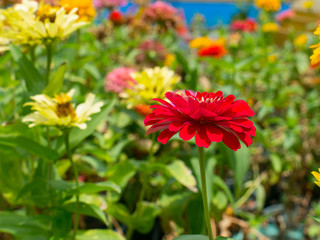 Colorful background of flowers with magnificent