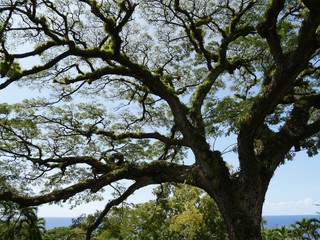 A giant Saman tree approximately 400 years old brought to St. Kitts by Amerindians is one of the attractions at the Caribelle Batik compound.