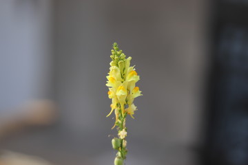 Snapdragon flowers in the garden