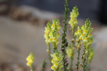 Snapdragon flowers in the garden