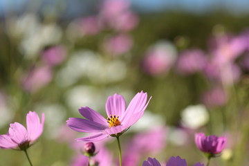コスモス