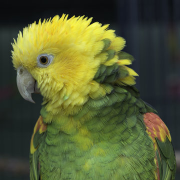 Double Yellow Head Amazon Parrot aka Amazona Oratrix portrait in profile
