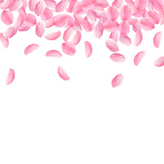 Sakura petals falling down. Romantic pink bright big flowers. Thick flying cherry petals. Scatter to