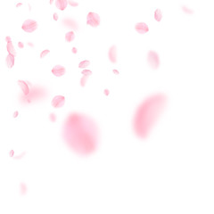 Sakura petals falling down. Romantic pink flowers corner. Flying petals on white square background. 