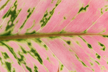 texture of pink leaf