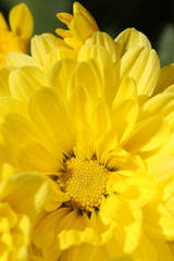 close up of yellow chrysanthemum in autumn