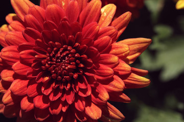 close up of red chrysanthemum in autumn