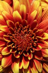 close up of red chrysanthemum in autumn
