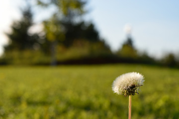 Blowball on a park