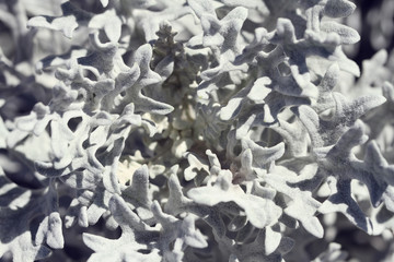 abstract background of white leaves