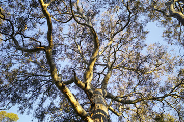 Looking up through branches against blue sky. Gum tree beside the Yarra River in afternoon sunlight