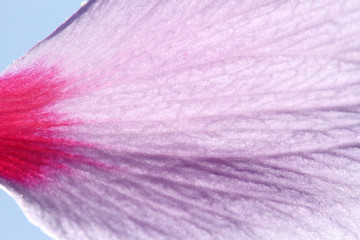 pink hibiscus flower petal