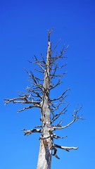 Bare Tree Silhouette Against Blue Sky Perspective Photo
