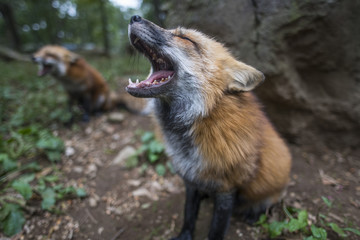 Howling Fox