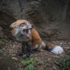 Unhappy Fox