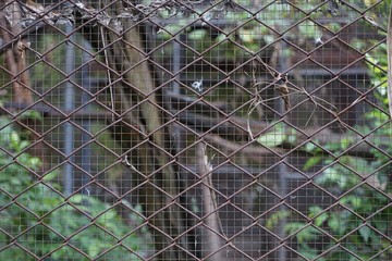 The netting is the part between the walls.