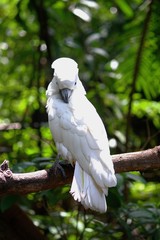 Umbrella cockatoo perched on a limb scratching its back