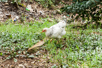 hen grazing in the grass