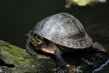 Turtle basking in the sun on a big log