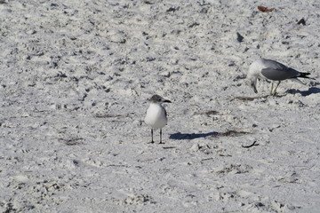 Franklyn's Gulls, bird, white, gray, beach, Florida, Nature, wildlife