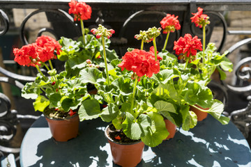 Breakfast on the balcony in Paris in springtime