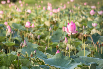 Obraz na płótnie Canvas beautiful blooming of pink lotus in pool nature,lily water flower blossom