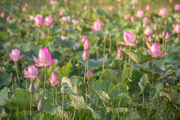 beautiful blooming of pink lotus in pool nature,lily water flower blossom