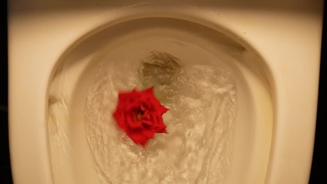 A red rose goes around the toilet's flush water.