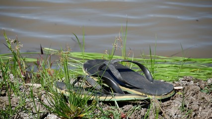 Pair of slippers by rice field dike