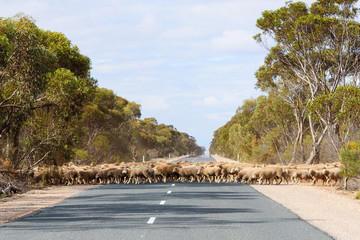 Sheep crossing road in rural Australia