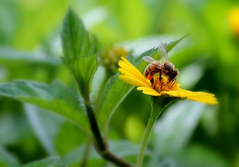  A bee sips nectar from a yellow flower