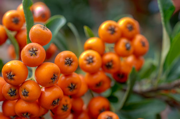 Rowanberry on tree, close-up photo