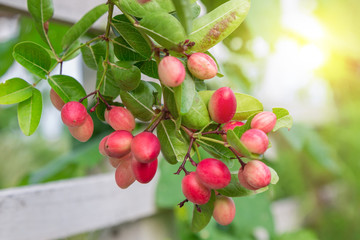 Carandas-plum, Karanda or Carunda fruit and sunlight, Thai herbs.