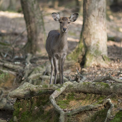 Young Deer