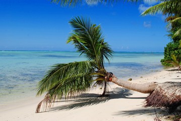 Obraz na płótnie Canvas Soft white sandy beach of Micro Beach, Saipan showing a bent coconut touching the waters