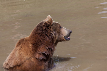 Brown Bear in Water