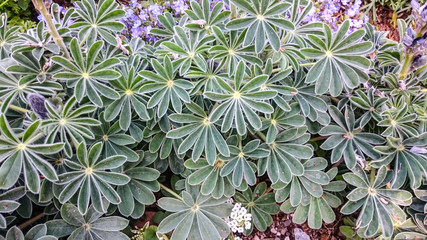 花のような ルピナスの葉