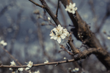 flowers in spring