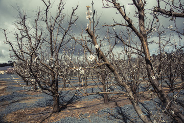 tree in winter