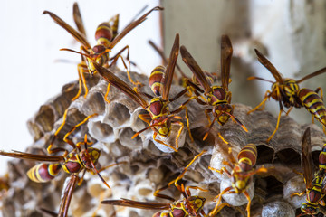 Close up of wasp on comb / Hornet's hive