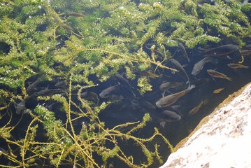 Black guppy fish swimming in a pond with weeds