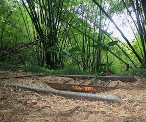 Remnants of an old Japanese railroad tracks in the jungles of Mt Tapochao, Saipan