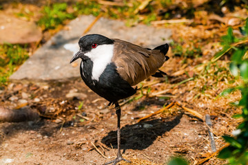 Spur-winged Lapwing Plover