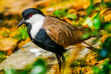 Spur-winged Lapwing Plover