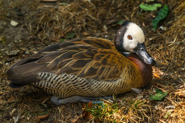 White-Faced Whistling Duck