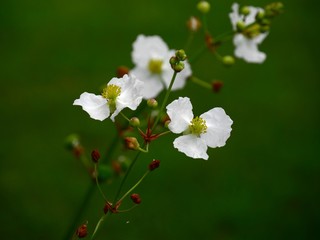  Two arrowhead flowers in a stem, with other flowers in blurry background
