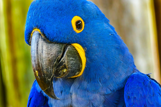 Blue Yellow Hyacinth Macaw Parrot Feathers