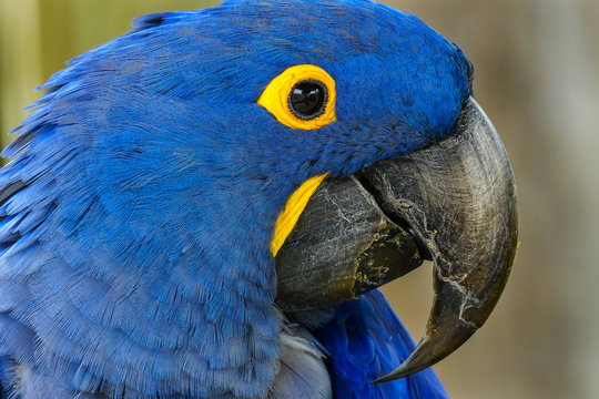 Blue Yellow Hyacinth Macaw Parrot Feathers